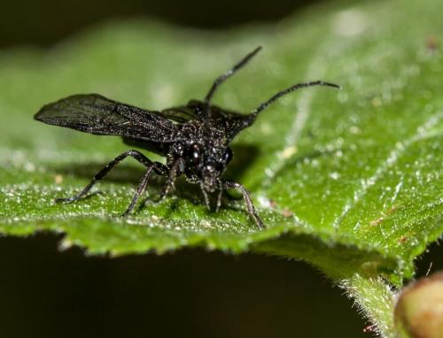 Phymatocera aterrima