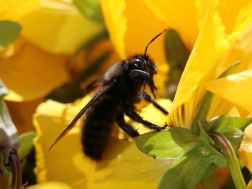 Réf. 137 160 : Xylocopa violacea