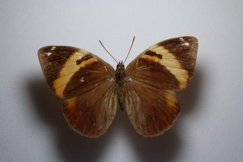 Réf. 137 470 : Opsiphanes sp.
