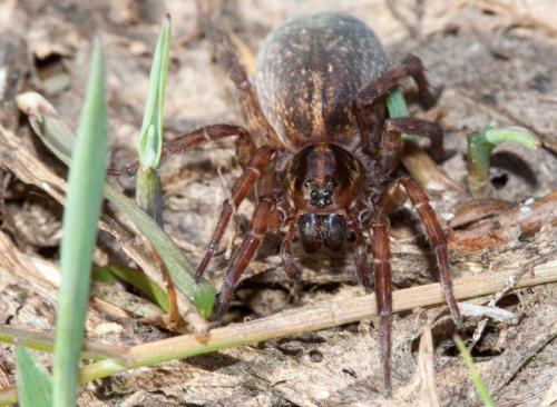 Réf. 137 812 : Trochosa sp.