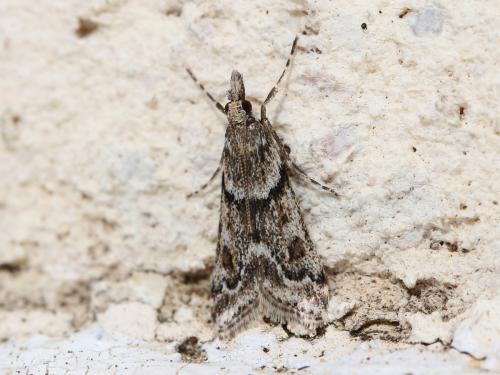 Réf. 137 199 : Eudonia angustea