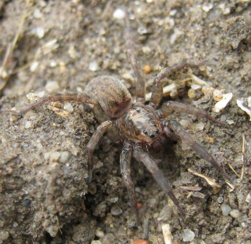Trochosa terricola