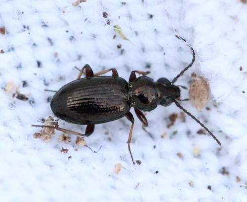 Réf. 137 799 : Bembidion sp.