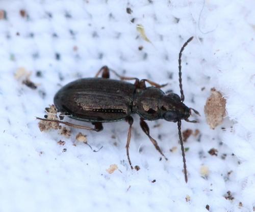 Bembidion sp.