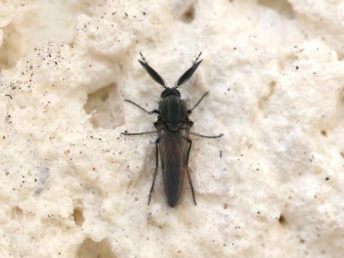 Dasyhelea sp.