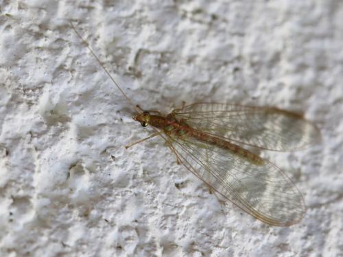 Chrysoperla carnea