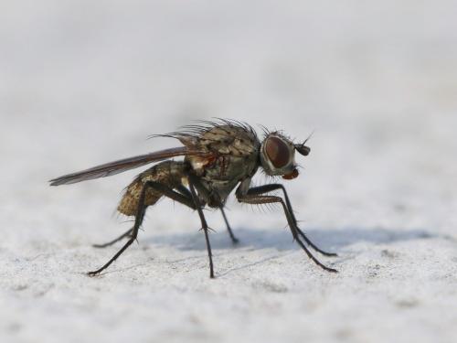 Réf. 137 451 : Delia platura