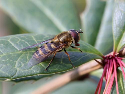 Réf. 137 582 : Syrphus torvus
