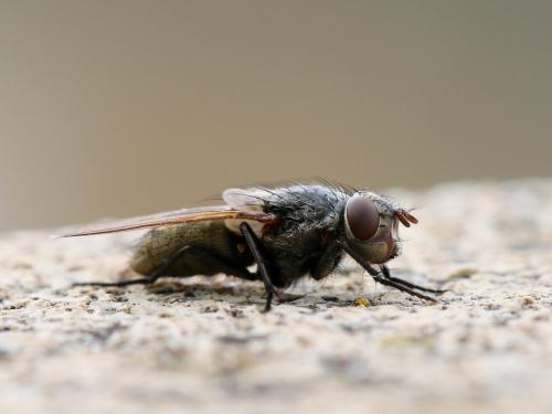 Pollenia sp.