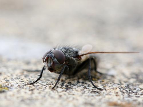 Pollenia sp.