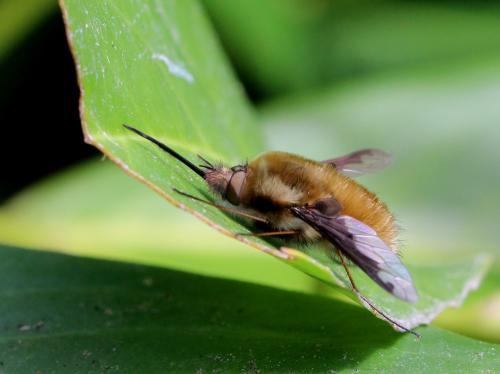 Bombylius major