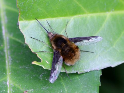 Bombylius major