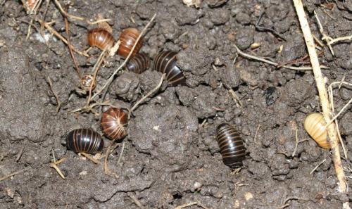 Glomeris marginata