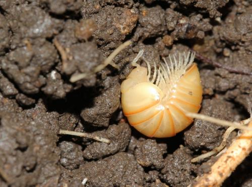 Réf. 137 351 : Glomeris marginata