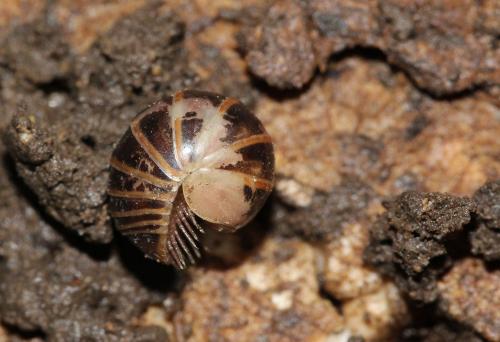 Réf. 137 352 : Glomeris marginata