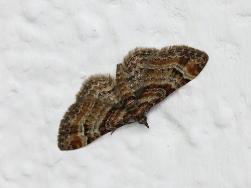 Gymnoscelis rufifasciata