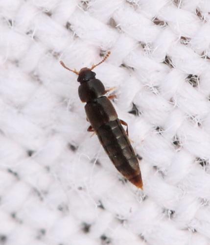 Phloeocharis subtilissima