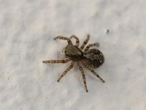 Pseudeuophrys lanigera