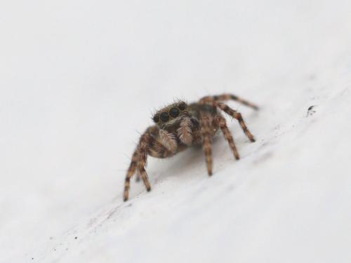 Pseudeuophrys lanigera