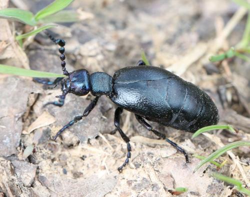 Réf. 137 300 : Meloe violaceus