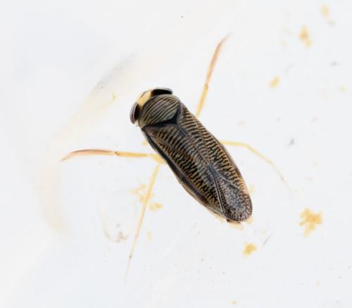 Sigara sp.