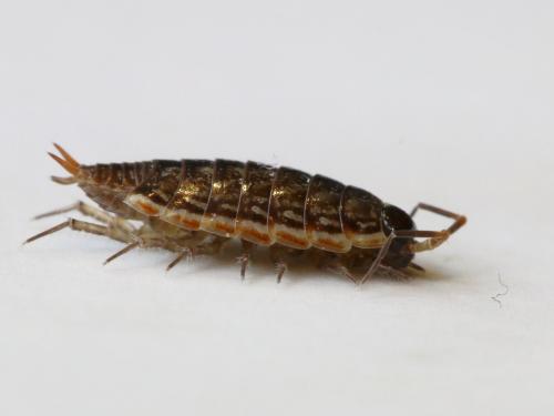 Philoscia muscorum
