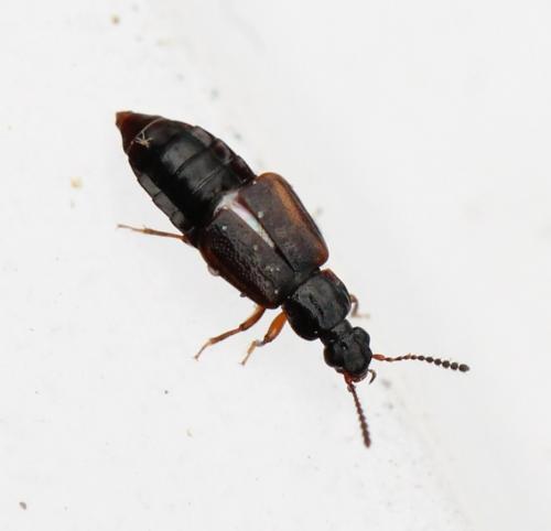 Réf. 137 391 : Omalium rivulare