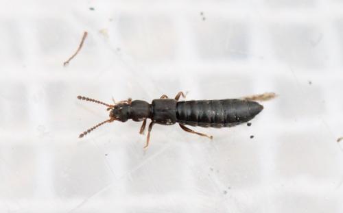 Carpelimus sp.