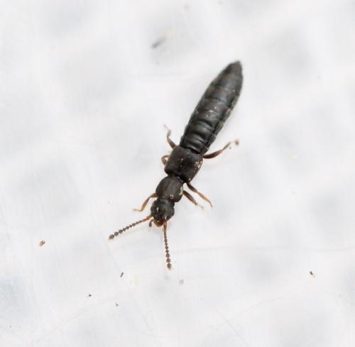 Réf. 137 540 : Carpelimus sp.