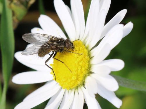 Helina sp.