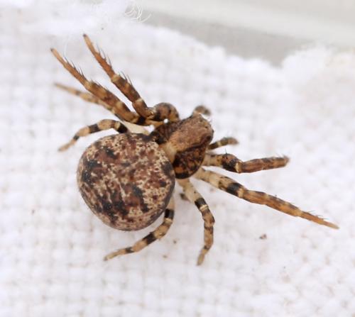 Ozyptila sp.