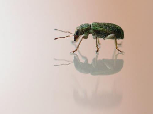Réf. 137 928 : Pachyrhinus lethierryi