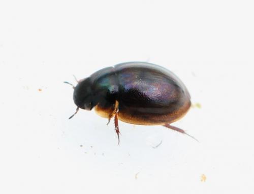 Anacaena sp.