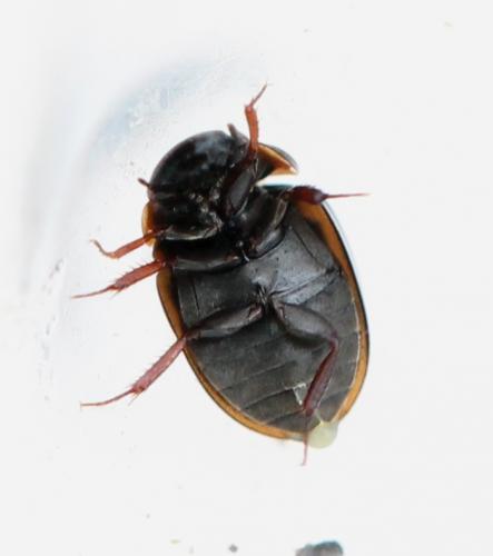 Réf. 137 645 : Anacaena sp.