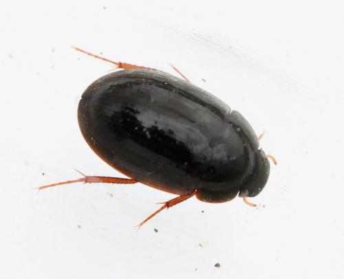 Réf. 137 640 : Hydrobius sp.