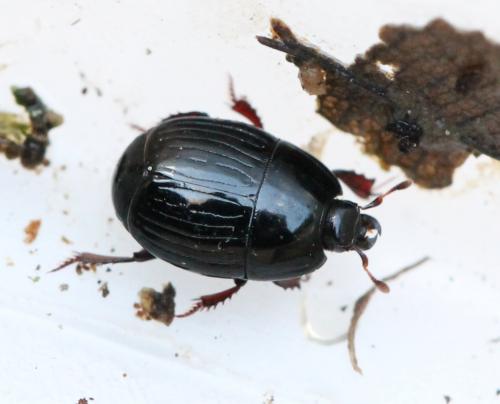 Atholus duodecimstriatus duodecimstriatus