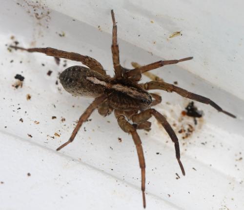 Trochosa ruricola