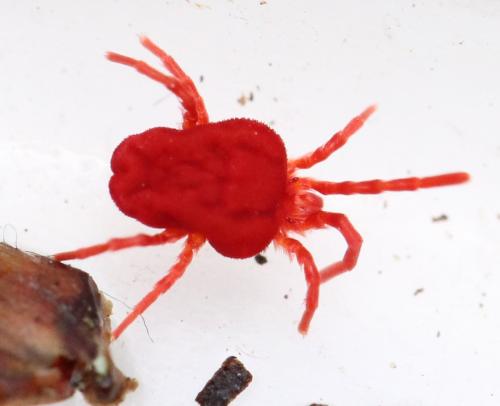 Réf. 137 715 : Trombidium sp.