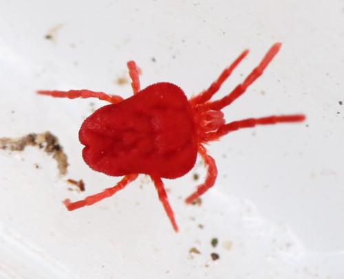 Réf. 137 714 : Trombidium sp.