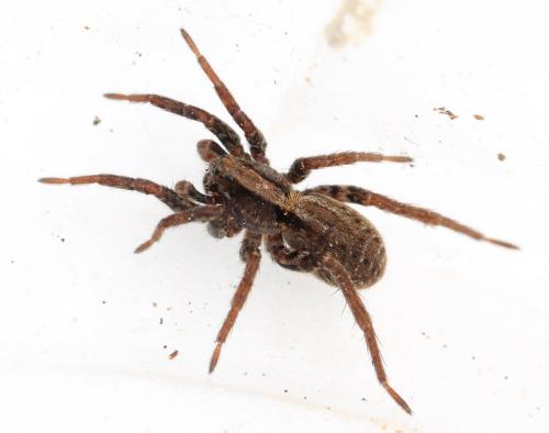 Alopecosa pulverulenta