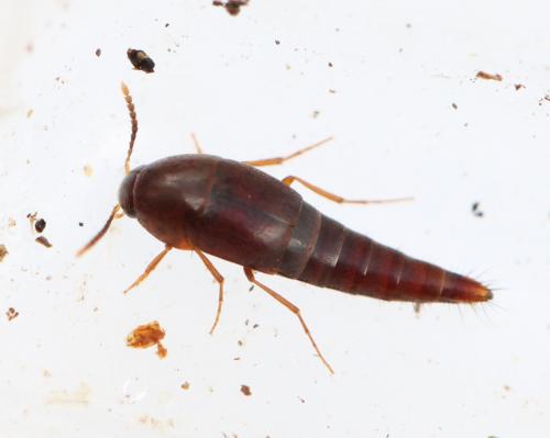 Sepedophilus sp.