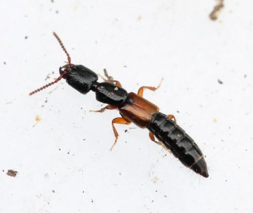 Nudobius lentus