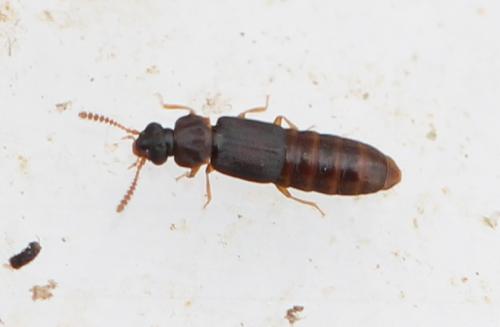 Phloeonomus sp.
