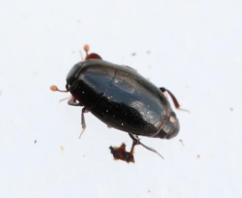 Réf. 137 872 : Paromalus flavicornis