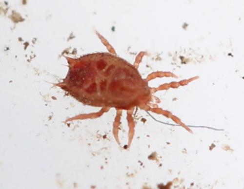 Sejus togatus