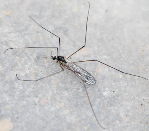 Dicranomyia morio