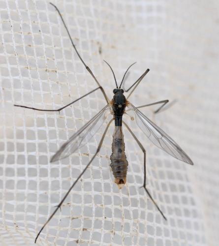 Réf. 137 932 : Ptychoptera albimana