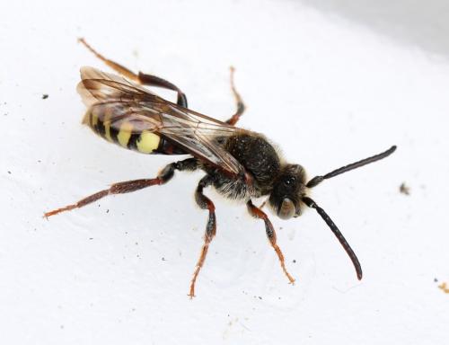 Nomada sp.