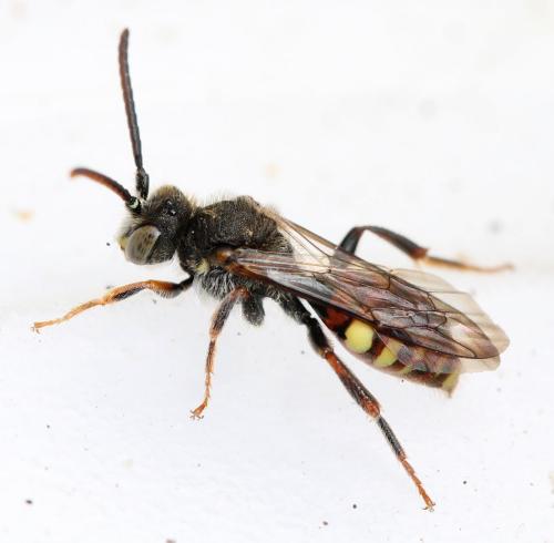 Réf. 137 977 : Nomada sp.