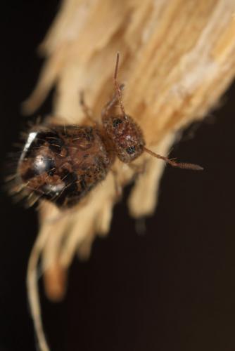 Allacma fusca